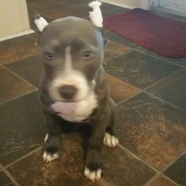 Comeaux-Counts Cooyan Girl Pit Bull.jpg